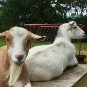 Meet your Posher, Avery